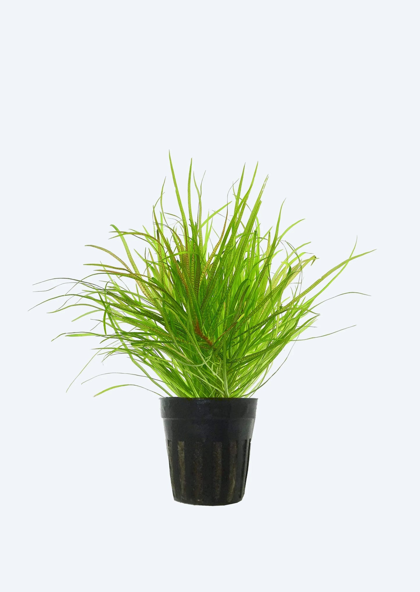 blyxa japonica Pot Plant