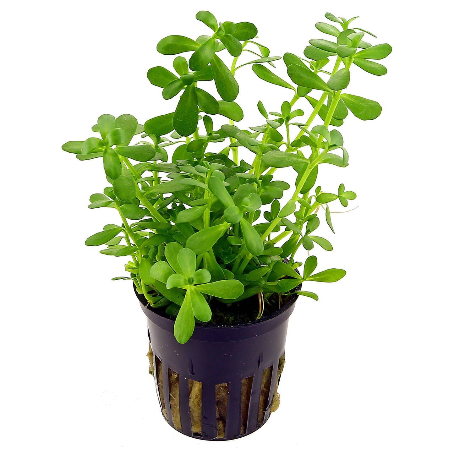 Bacopa Monnieri Scalped Edge Leaf Pot Plant
