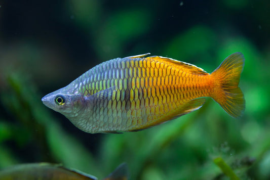 BOESEMANI RAINBOW 5.5cm