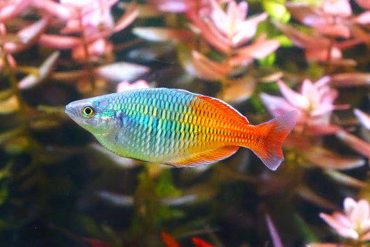BOESEMANI RAINBOW 5.5cm