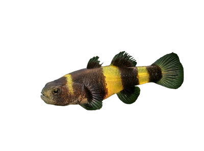 Bumble Bee Goby