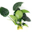 Anubias barteri XL