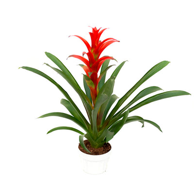 Red Bromelia Plant