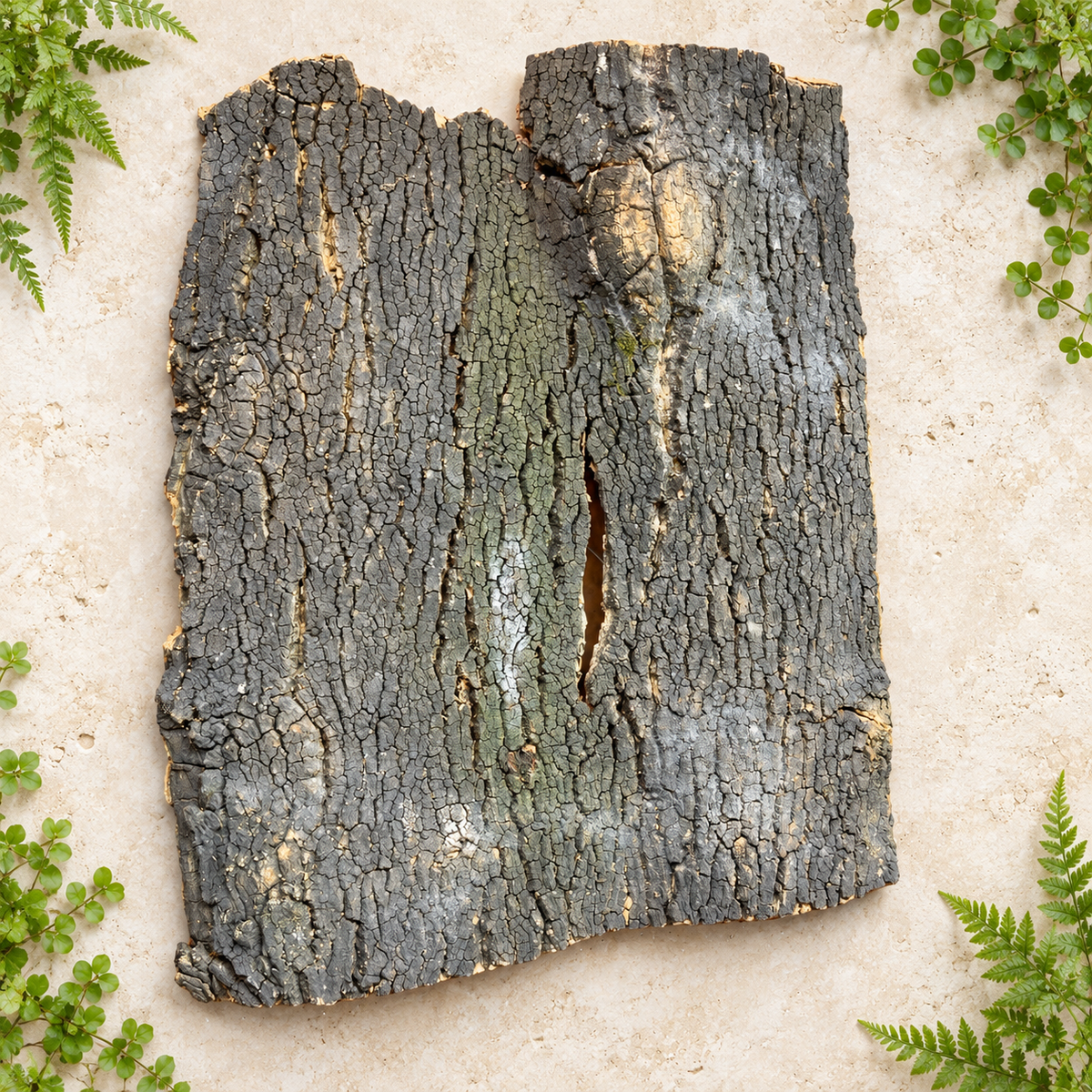 Natural Bark Wood – Decorative Slab