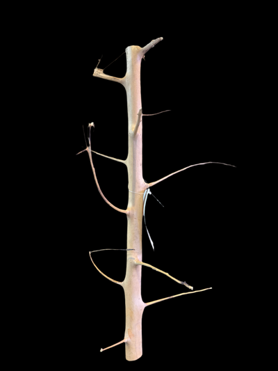 Long Hand Wood 30-45 cm