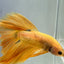 HALFMOON YELLOW DRAGON BETTA