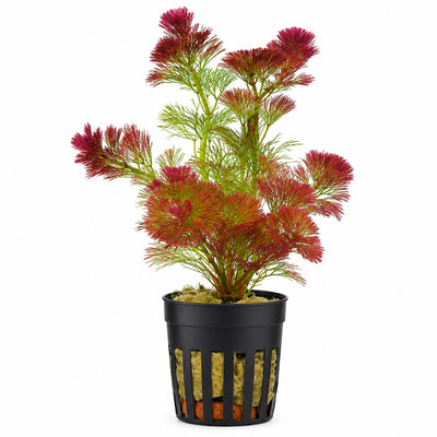 Cabomba caroliniana Pot plants
