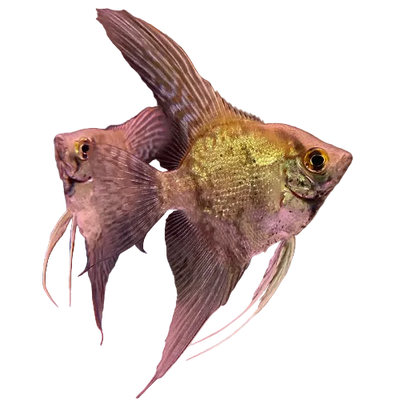 Greenfin Angelfish 5cm