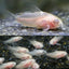 Albino Pygmy Corydoras