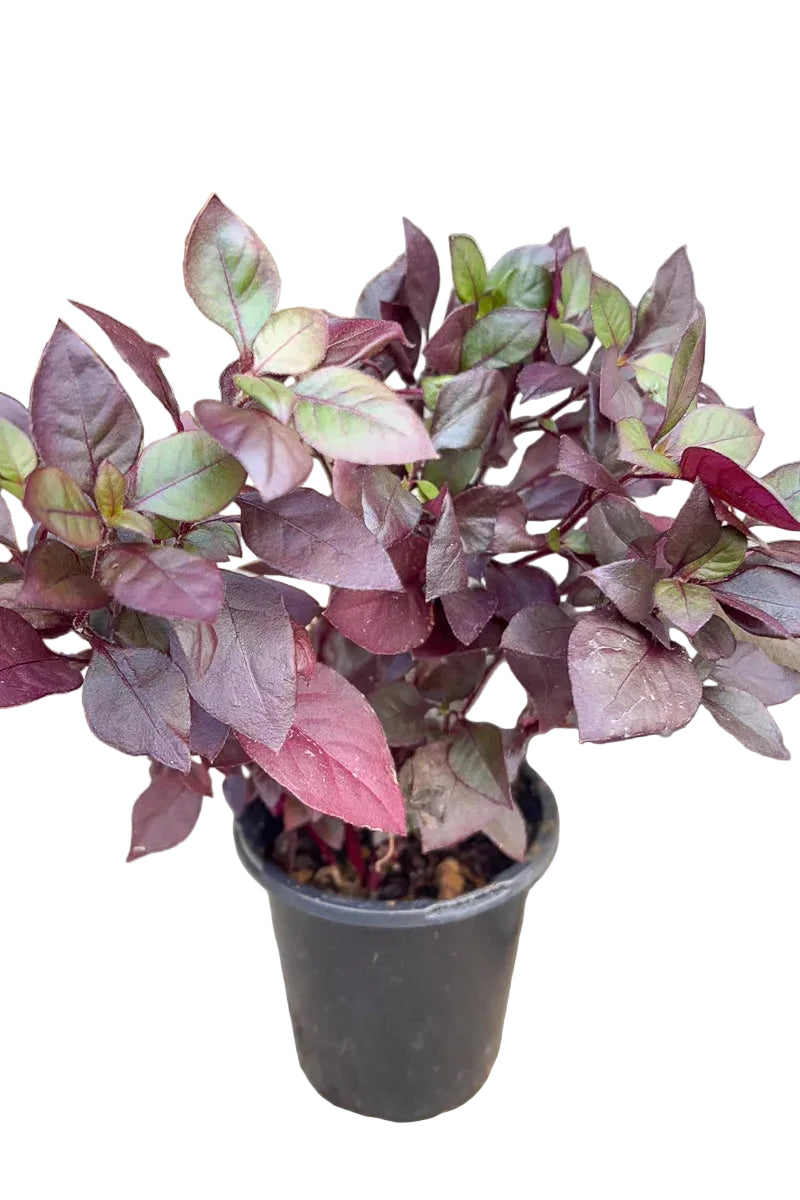 Alternanthera Purple Prince Pot Plant