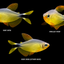 Raccoon Tetra (Hyphessobrycon procyon)