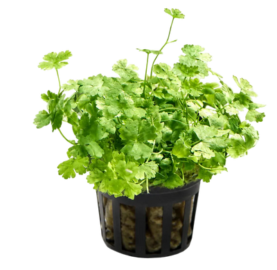 Hydrocotyle Tripartita Japan Pot Plant