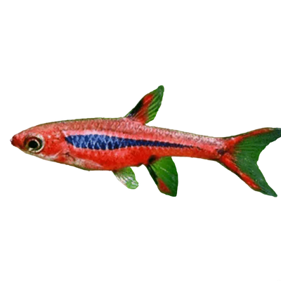 Dwarf Chilli Rasbora