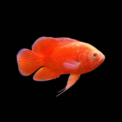 Super Red Oscar