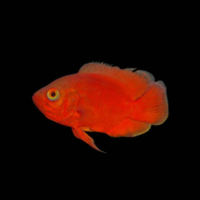 Super Red Oscar