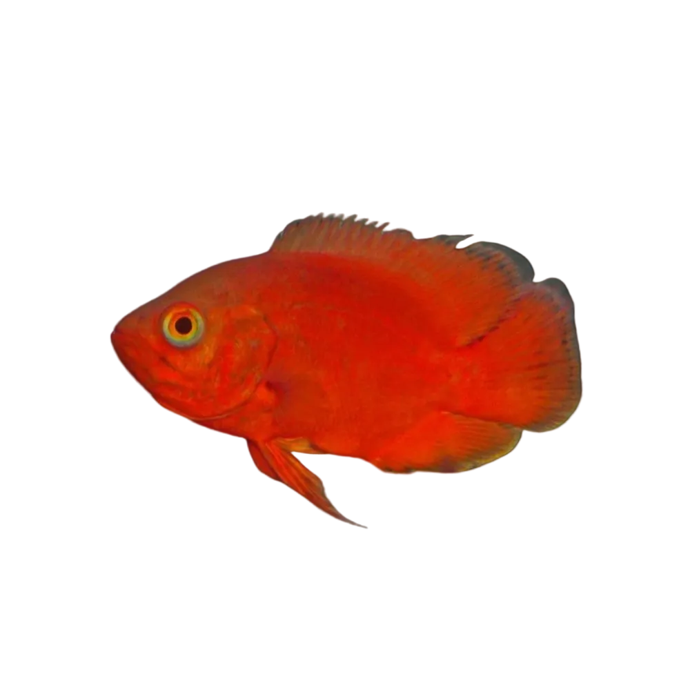 Super Red Oscar