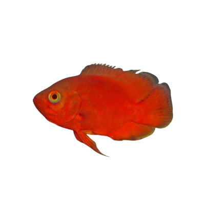Super Red Oscar