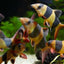 CLOWN LOACH 5.5cm-7cm