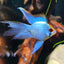 Longfin Blue Ramzy 3PCS Combo Deal