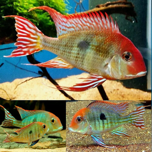 GEOPHAGUS RED HEAD 9-10cm