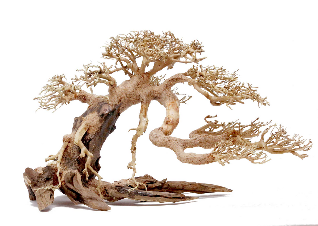Claw Bonsai Tree Driftwood
