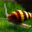 ASSASIN SNAIL