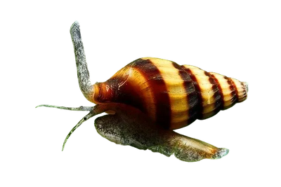 Assasin Snail