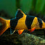 CLOWN LOACH 5.5cm-7cm
