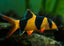 Clown Loach