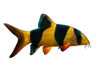 Clown Loach