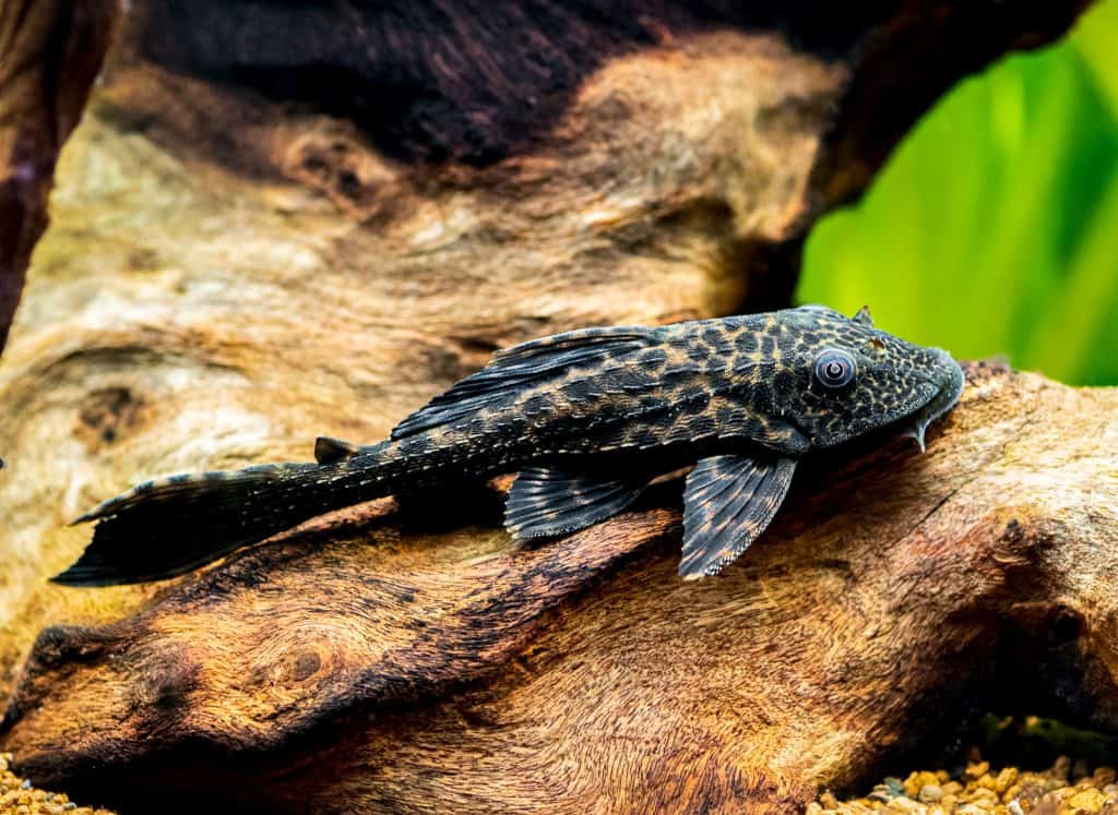 SUCKER FISH