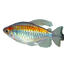 Congo Tetra Fish