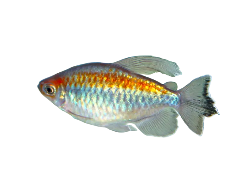 Congo Tetra Fish