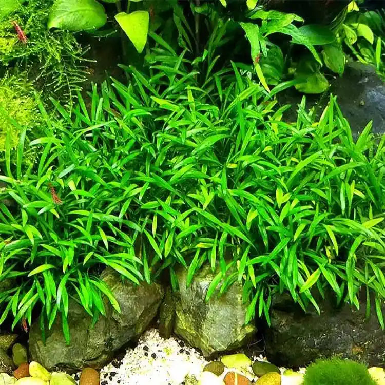 Growow Cryptocoryne Parva