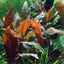 Cryptocoryne Wendtii Pot Plant