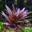 Cryptocoryne wendtii 'Pink'