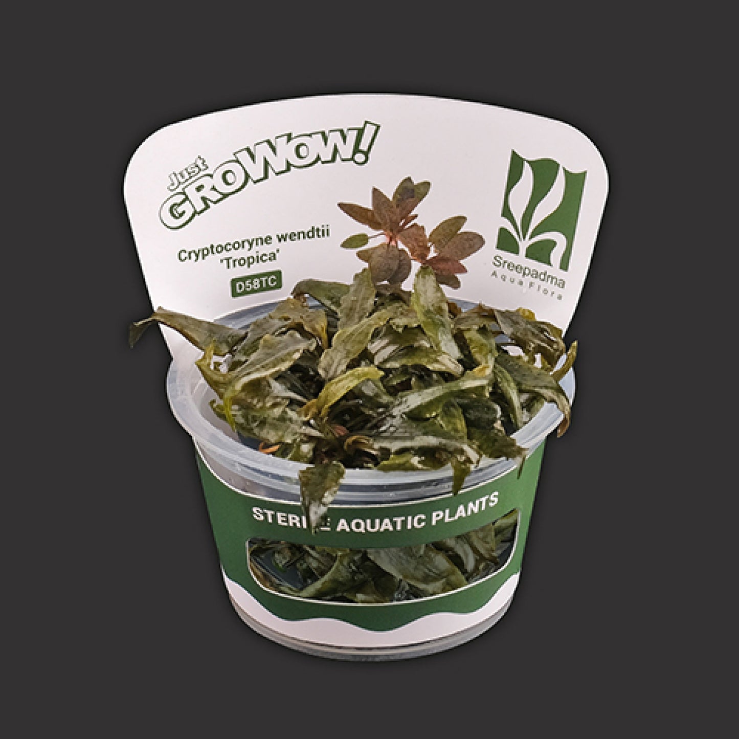Cryptocoryne wendtii 'Tropica'