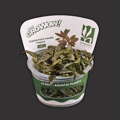 Cryptocoryne wendtii 'Tropica'