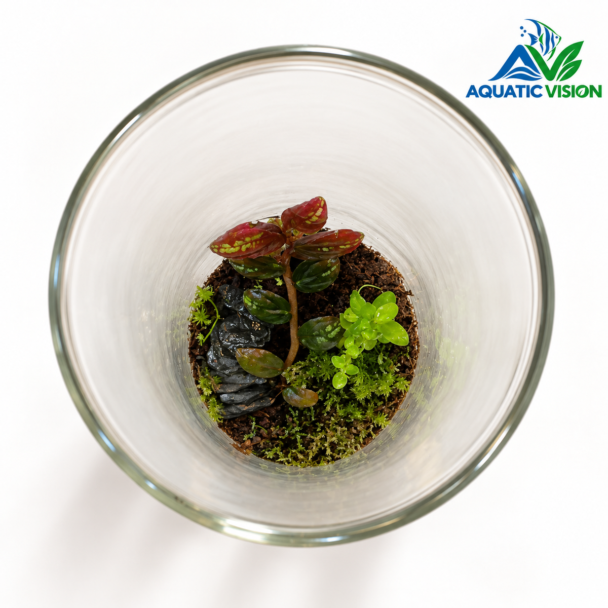 Mossy Cliff – Tropical Forest Glass Cylinder Terrarium