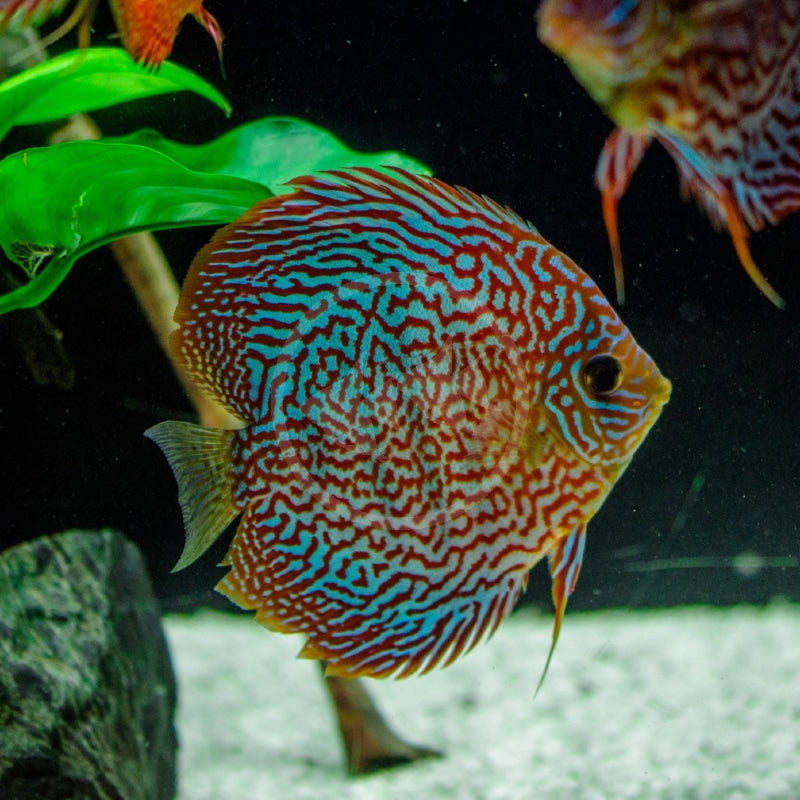 Snake Skin Discus Fish