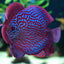 Turquoise Discus Fish