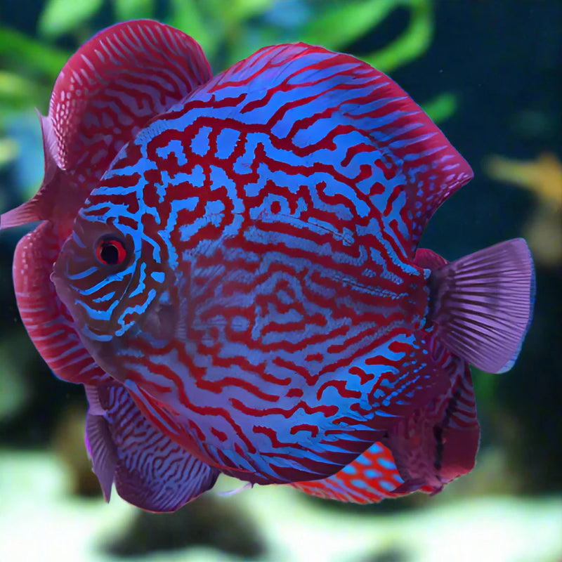 Blue Turquoise Discus Fish