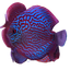 Turquoise Discus Fish