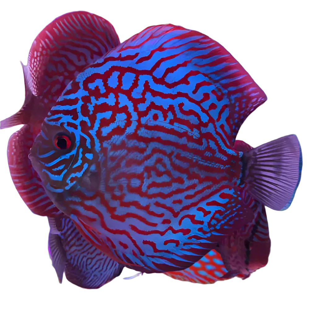 Turquoise Discus Fish