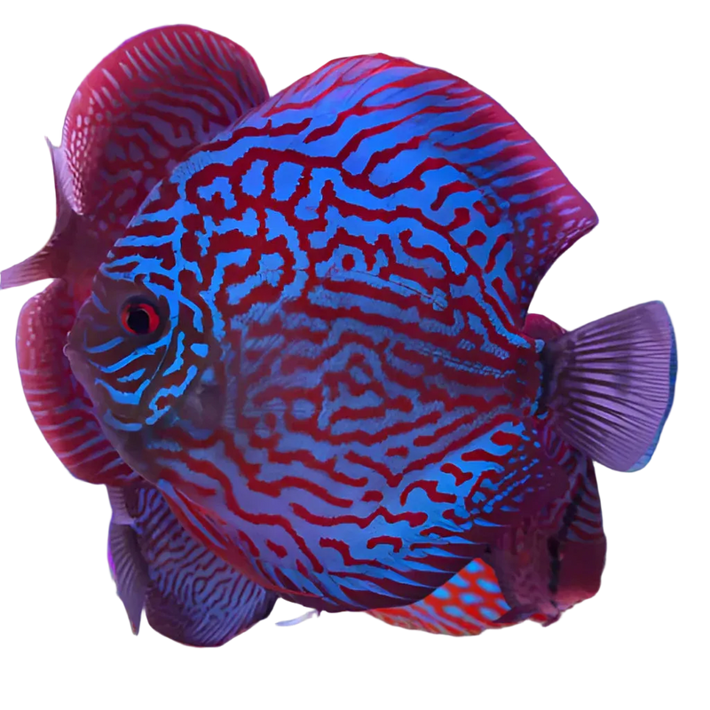 Turquoise Discus Fish