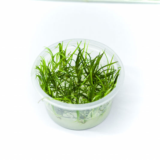 HELANTHIUM TENELLUM GREEN TISSUE CULTURE CUP PLANT