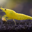 YELLOW GOLDLINE SHRIMPS 1.5cm