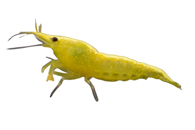Yellow Goldline Shrimp 1.5cm (Neocaridina)