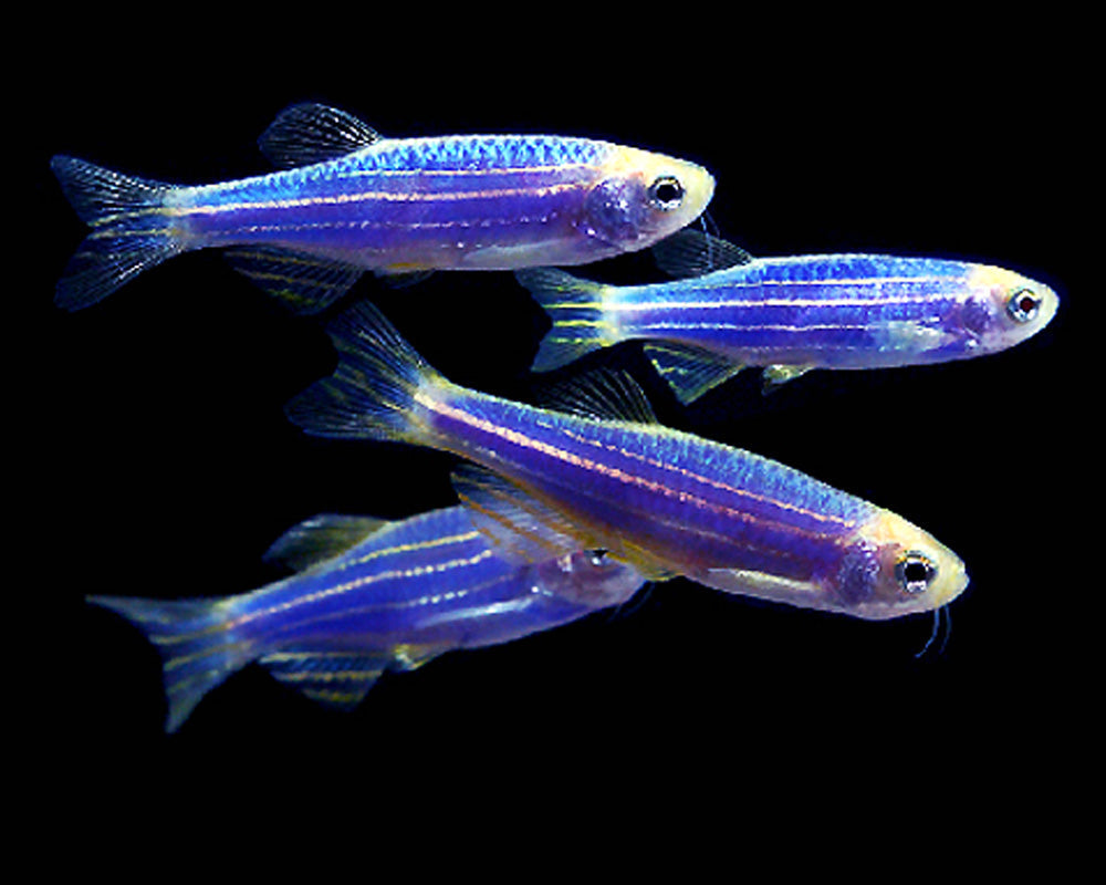 beginner fish