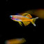Red Neon Blue Eye Rainbow Fish 2-3cm